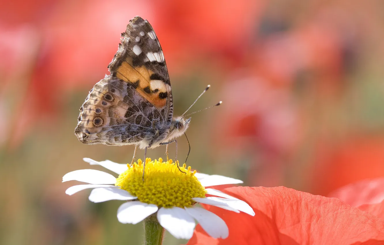 Фото обои макро, пыльца, бабочка, ромашка