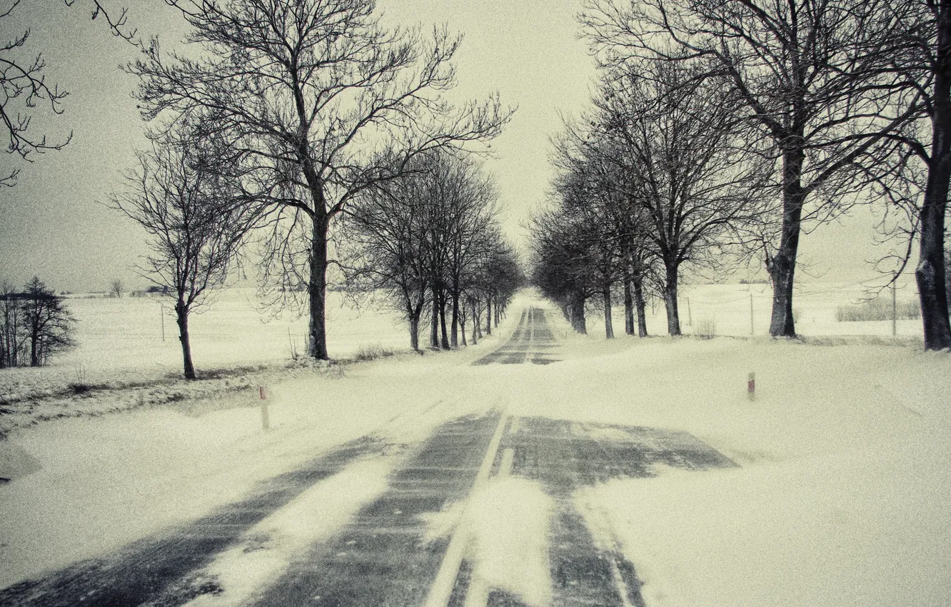 Фото обои зима, дорога, снег, деревья, ветки
