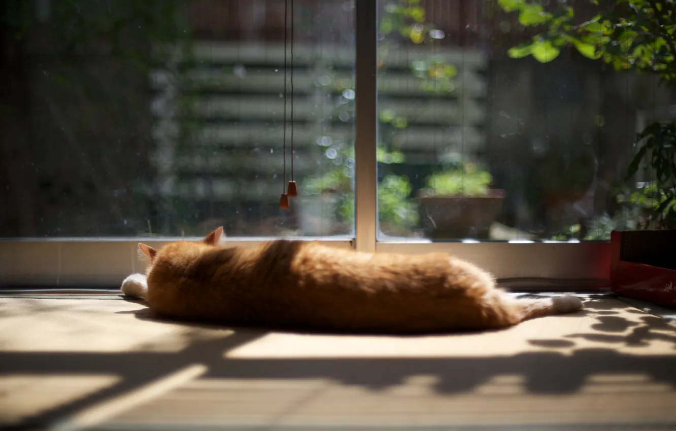 Фото обои кот, стекло, рыжий, лежит