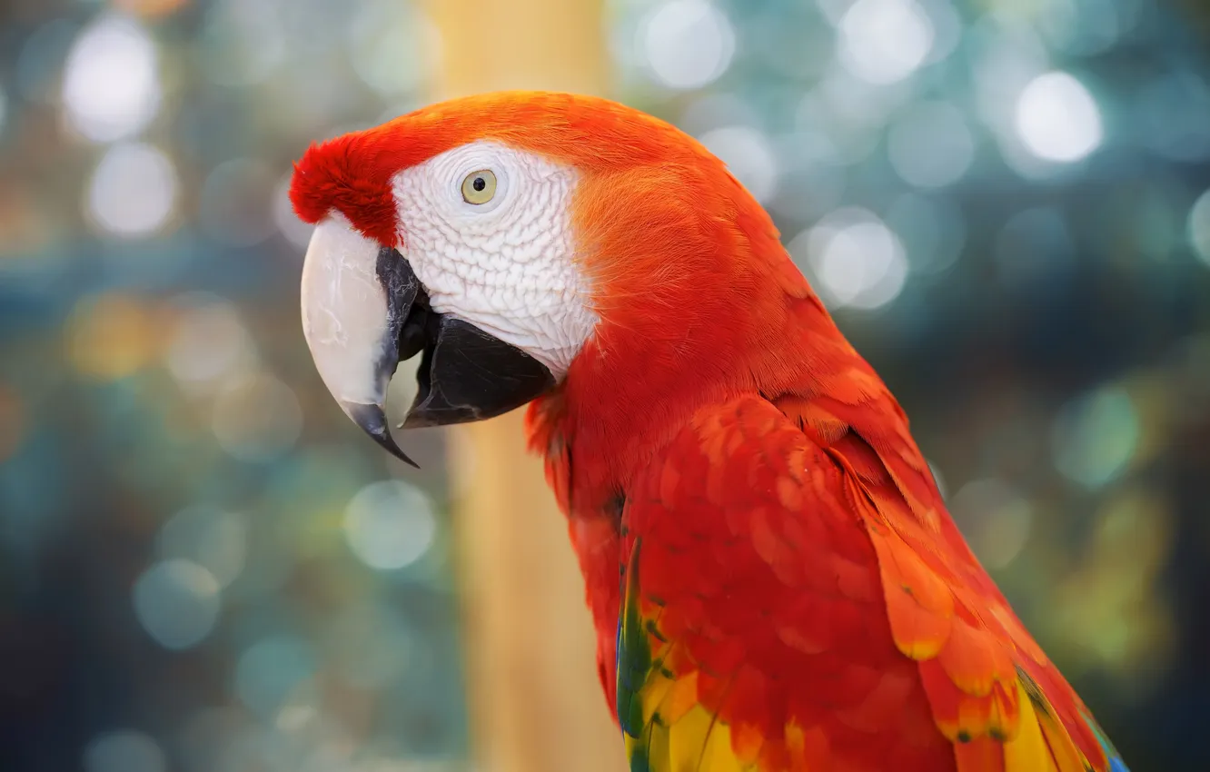 Фото обои перья, клюв, попугай, bird, parrot, разноцветный, color, ара