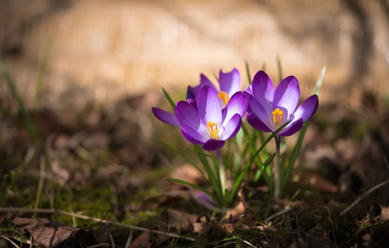 Фото обои весна, крокус, шафран