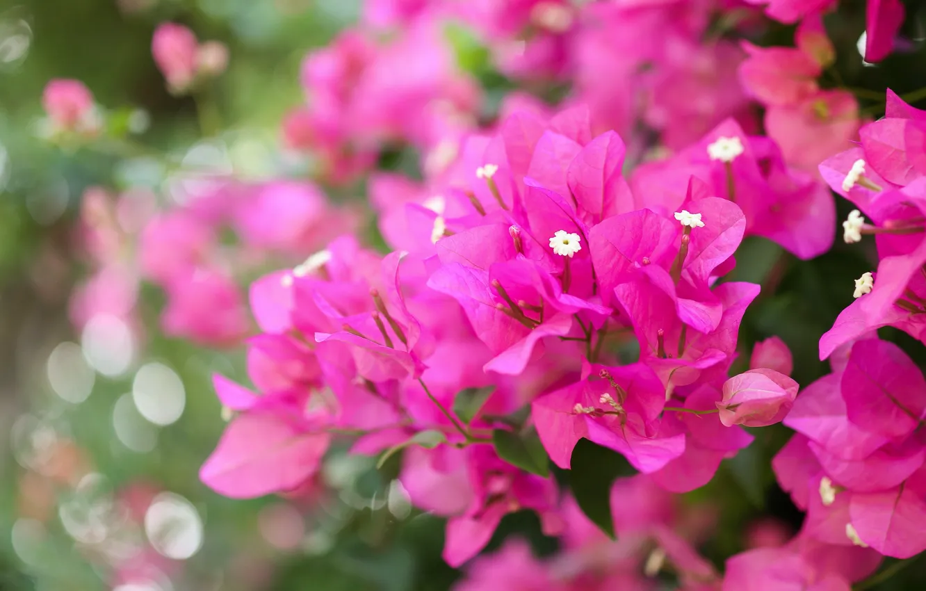 Фото обои листья, цветы, ветки, фон, розовые, боке, бугенвиллия