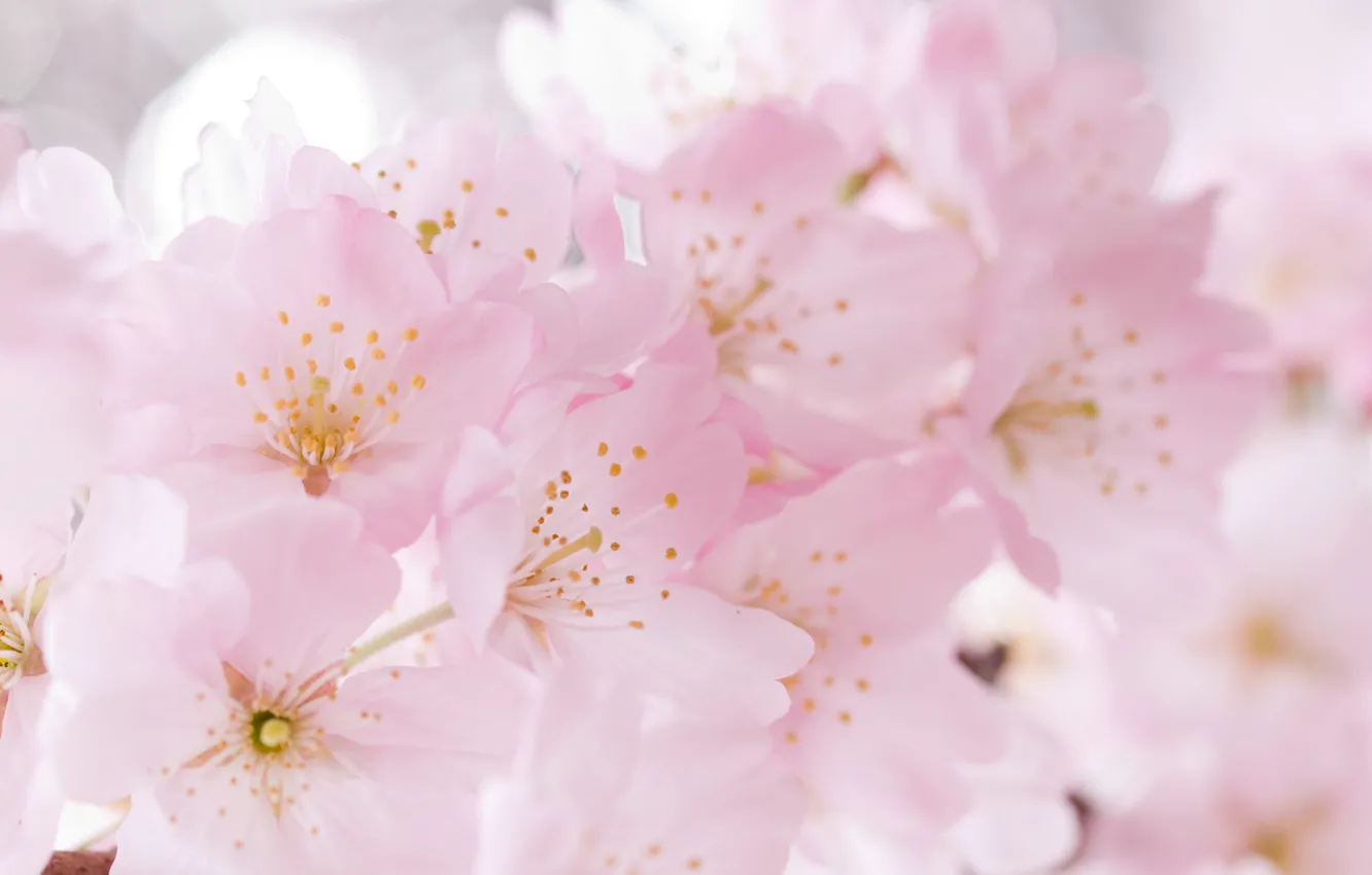 Фото обои цветы, вишня, нежность, весна, сакура, цветение
