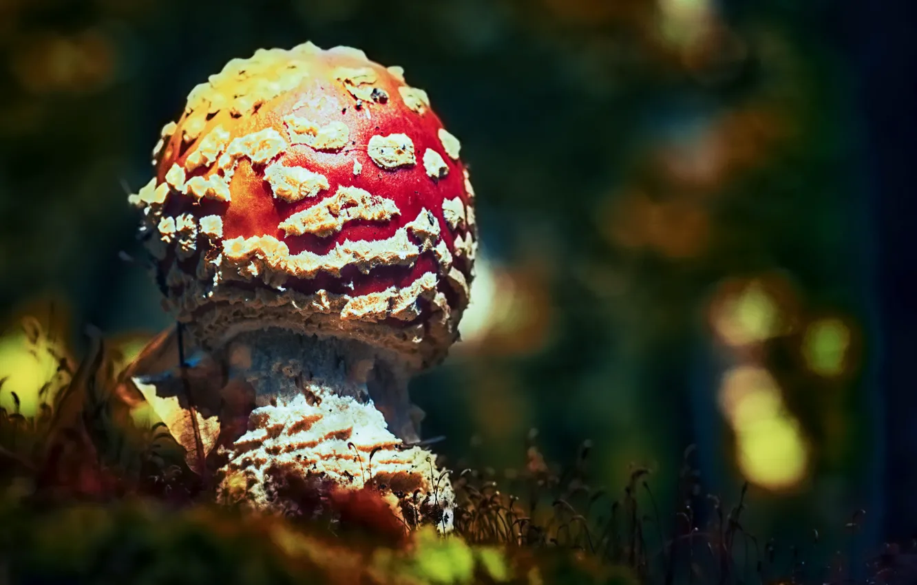 Фото обои осень, красный, природа, гриб, мох, мухомор, боке