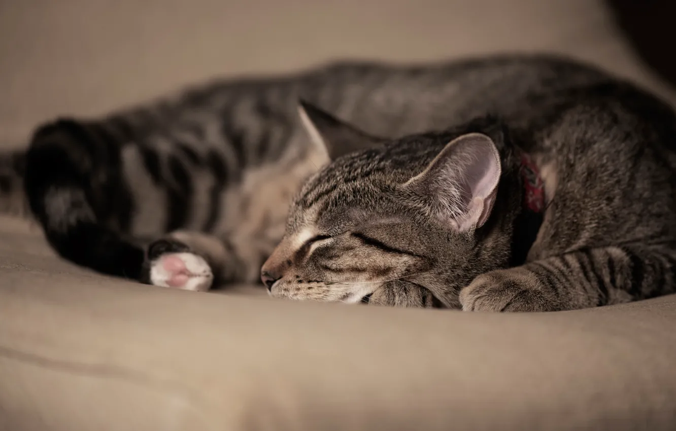 Фото обои кошка, кот, уют, серый, сон, спит, полсатый