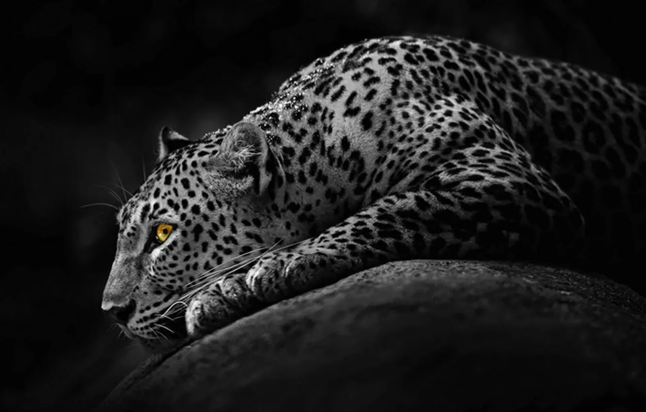 Фото обои leopard, animal, big cat