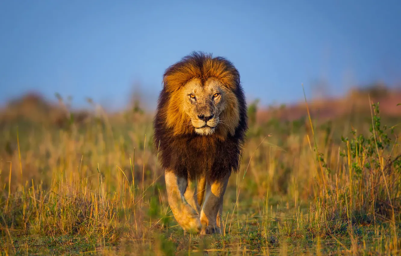 Фото обои лев, Африка, прогулка, Кения