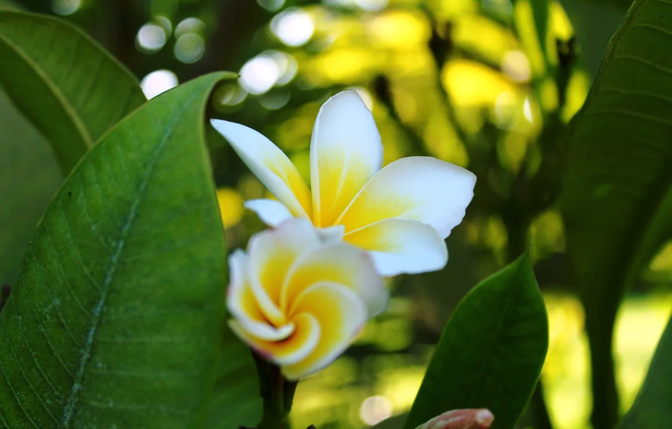 Фото обои белый, цветы, желтый, зеленый, плюмерия