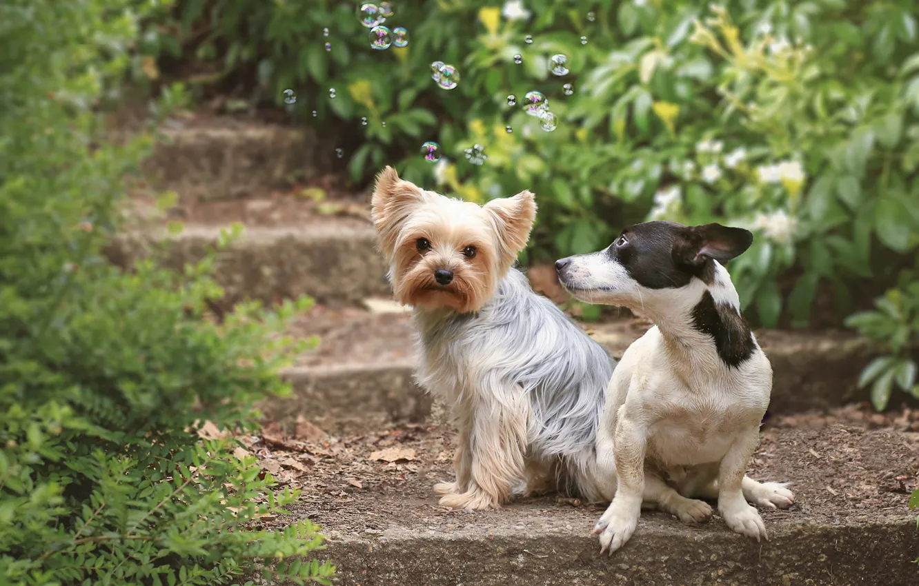 Фото обои собаки, мыльные пузыри, пара, ступеньки, Йоркширский терьер