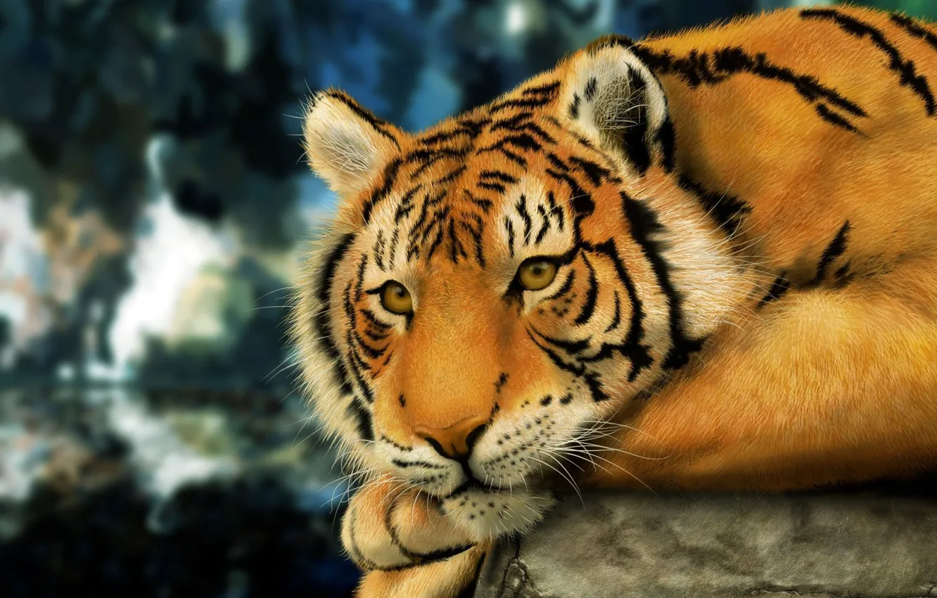 Фото обои взгляд, поза, камень, Тигр, шерсть