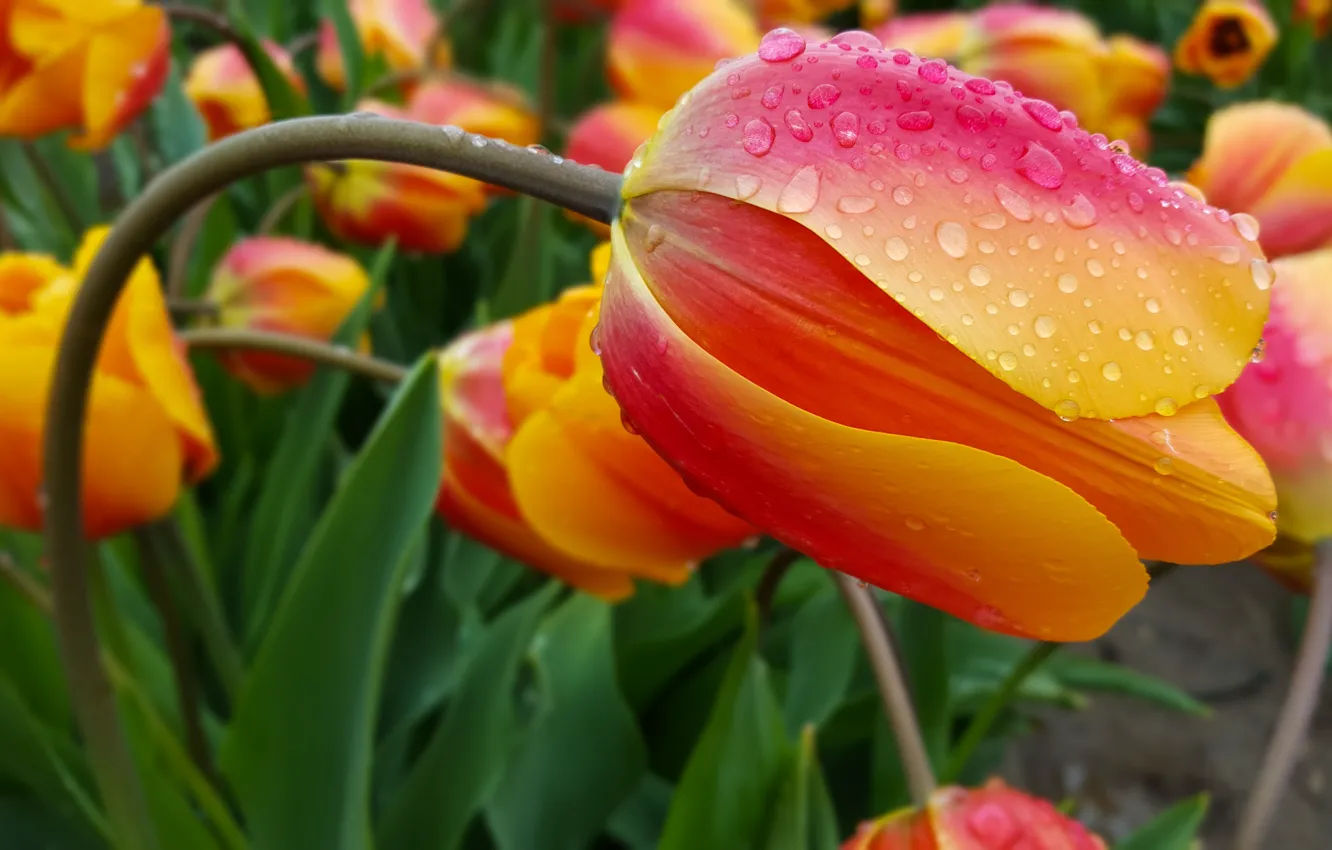 Фото обои цветок, капли, макро, оранжевый, тюльпан, весна, стебель, бутон