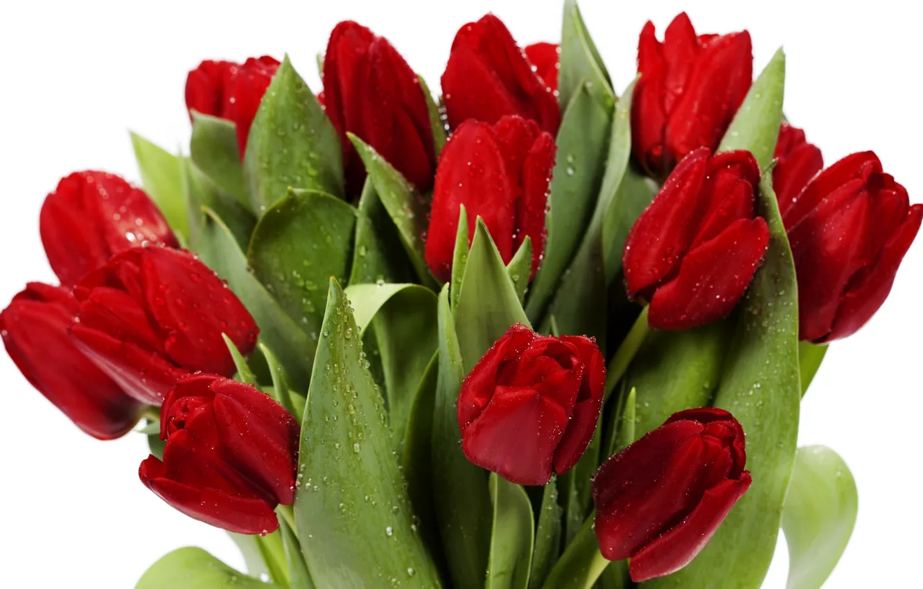 Фото обои листья, цветы, яркие, красота, букет, лепестки, тюльпаны, красные