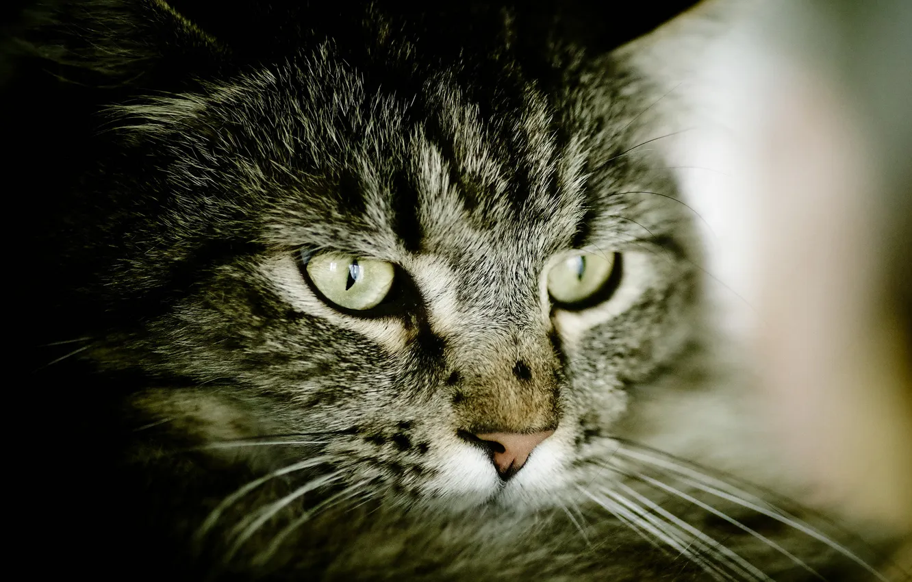 Фото обои кот, взгляд, серый, полосатый