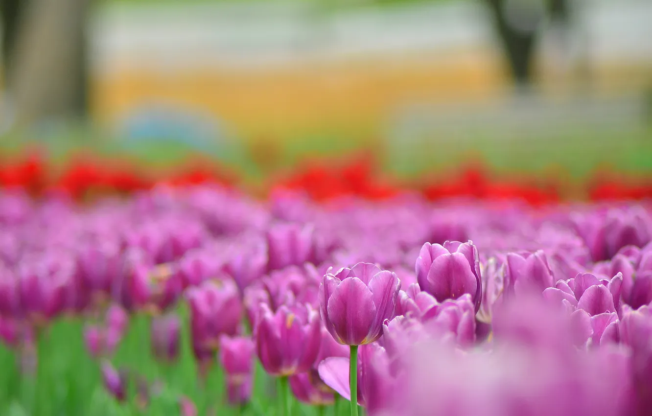 Фото обои цветы, яркие, весна, размытость, тюльпаны, розовые, бутоны, сиреневые