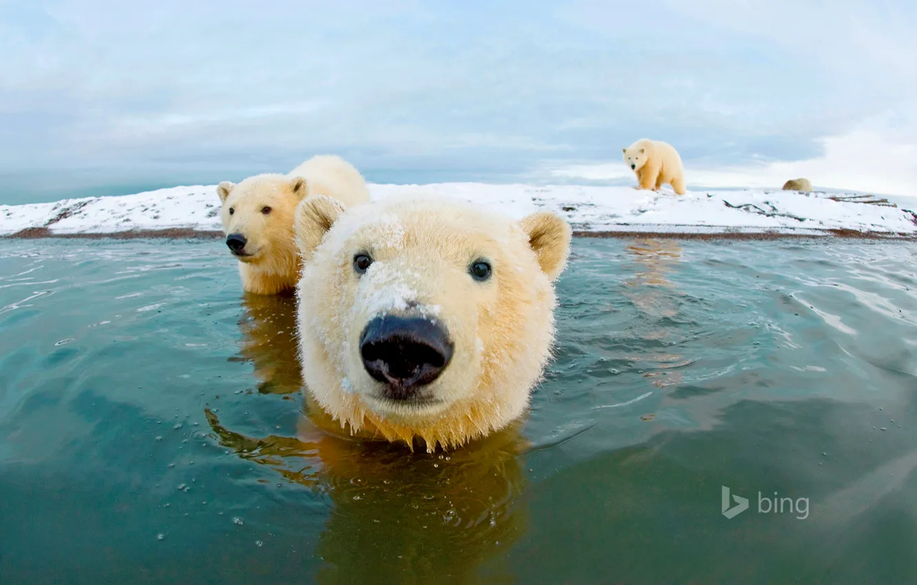 Фото обои море, небо, медвежонок, белый медведь, арктика