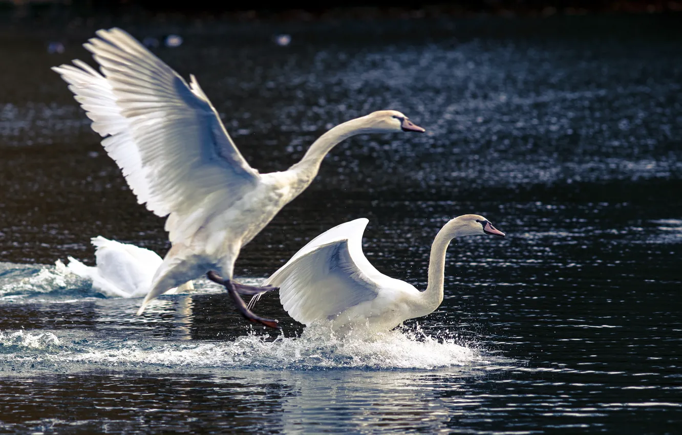 Фото обои природа, озеро, лебеди