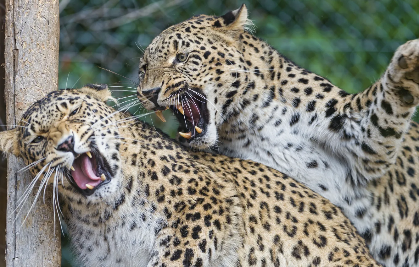 Фото обои кошки, пара, клыки, оскал, леопарды, персидский, ©Tambako The Jaguar