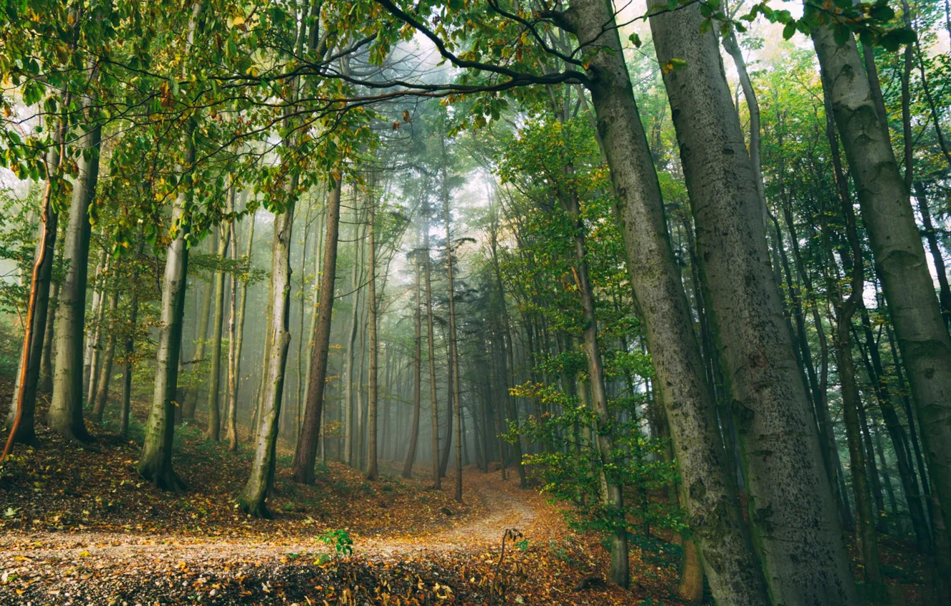 Фото обои лес, деревья, туман, тропинка