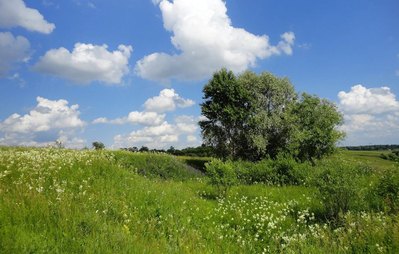 Фото обои небо, трава, облака, деревья, обои, wallpapers