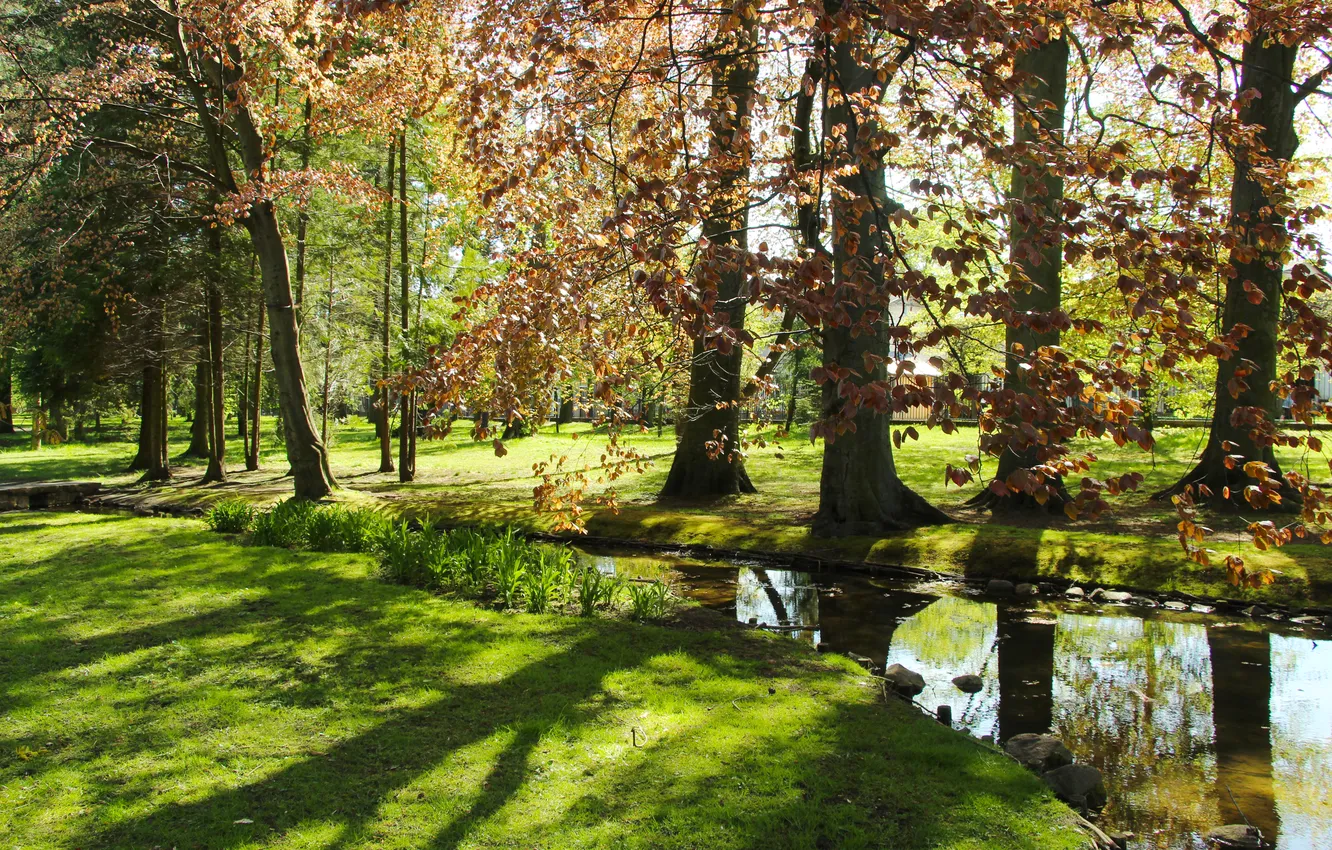 Фото обои trees, park, spring