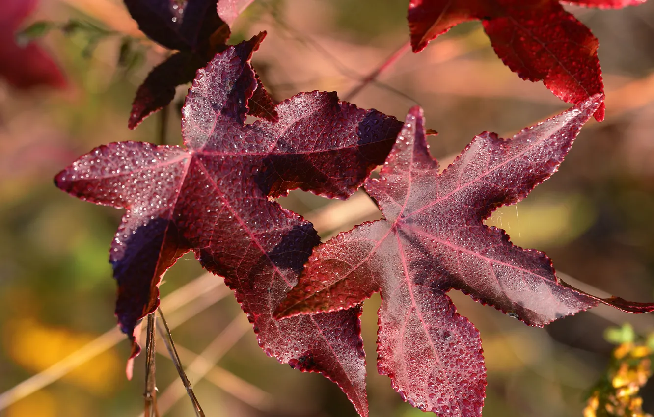 Фото обои осень, листья, вода, капли, макро, природа