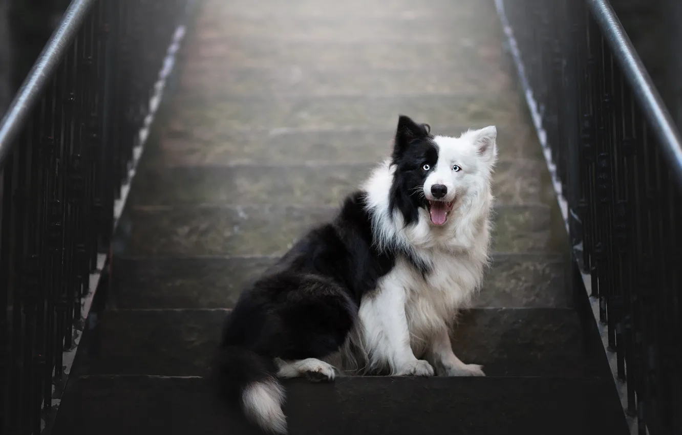 Фото обои язык, взгляд, поза, черно-белая, собака, лестница, перила, ступени