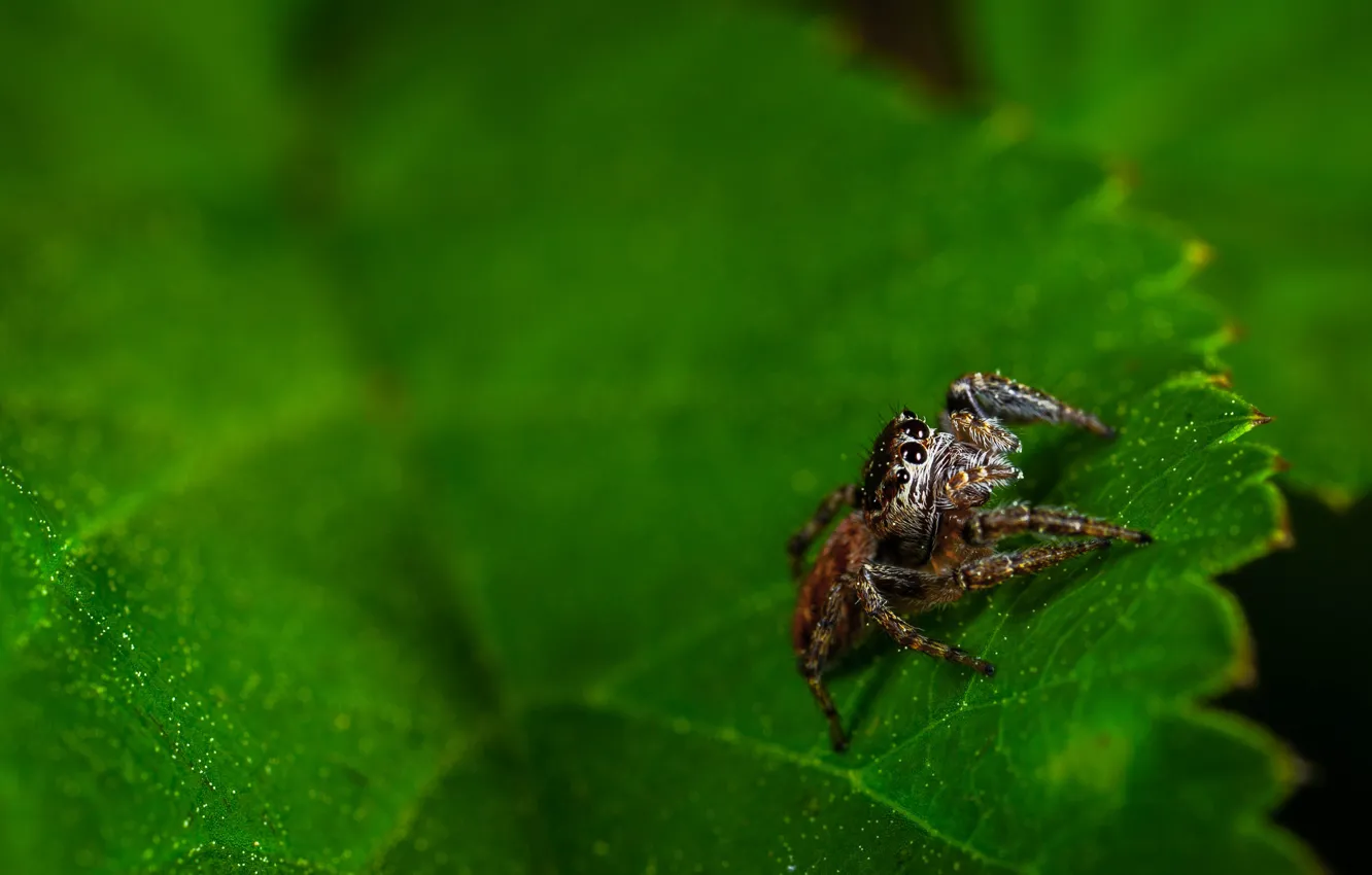 Фото обои Макро, Лист, Листок, Паук, Растение, Little, Spider, Насекомое