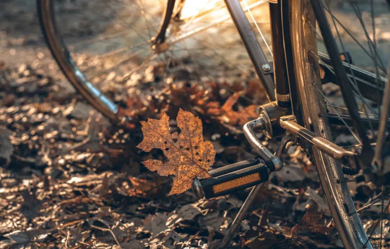 Фото обои осень, листья, велосипед