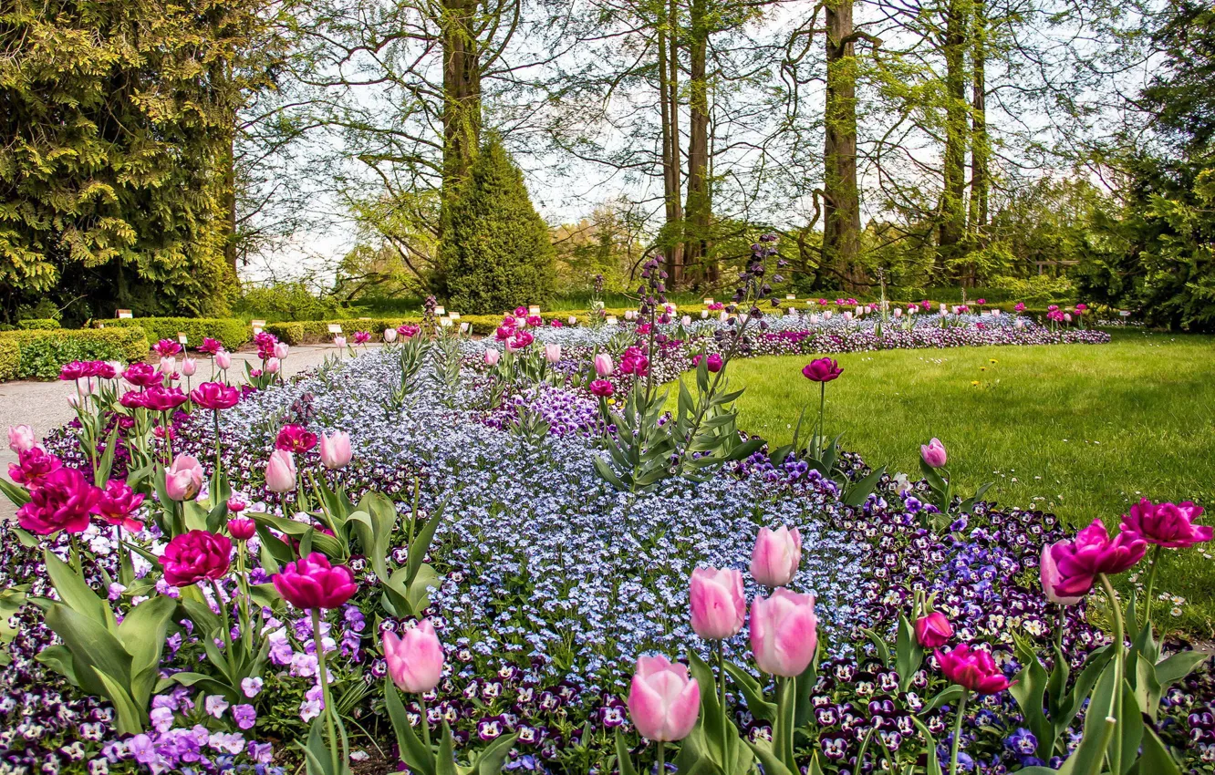 Фото обои цветы, парк, весна, клумба