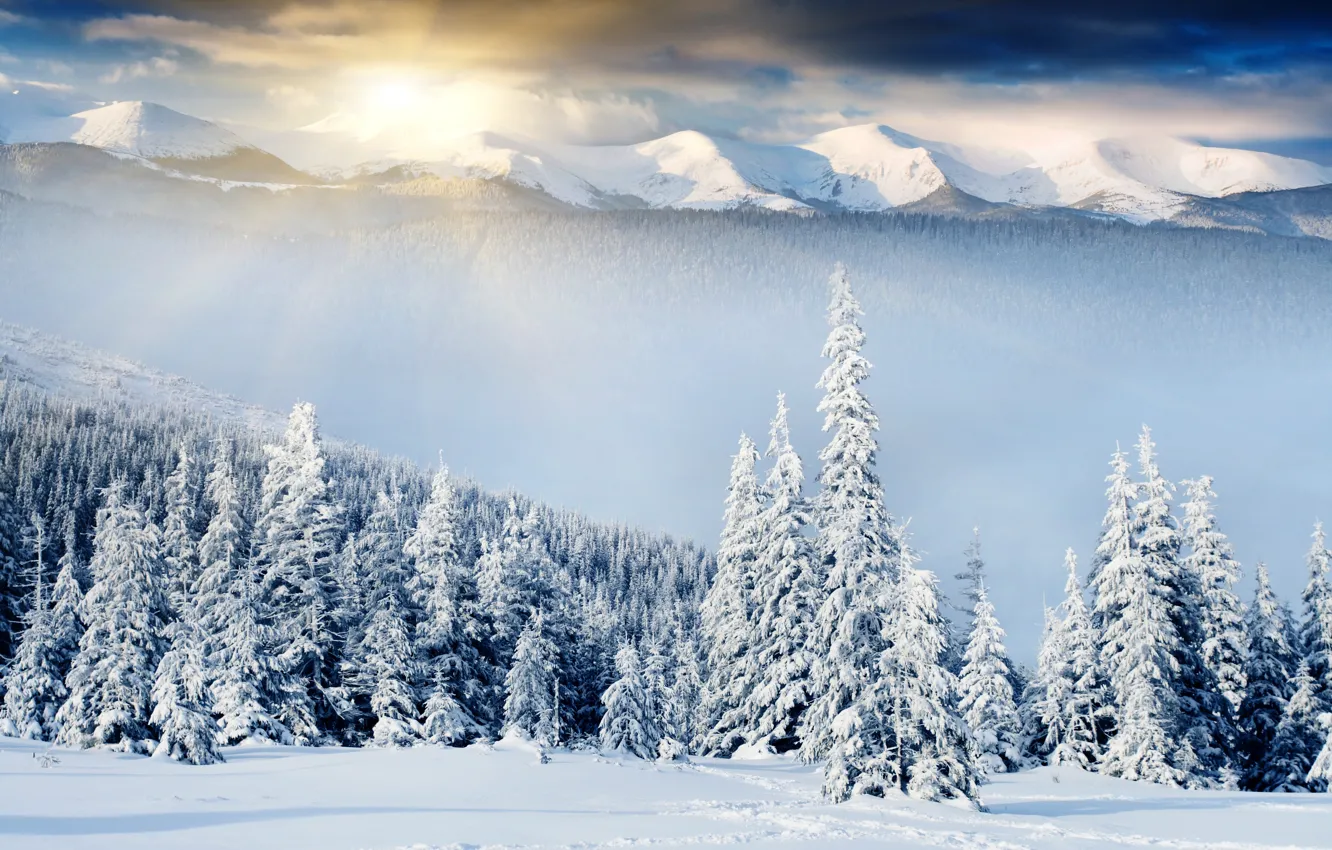 Фото обои зима, лес, снег, следы, рассвет, сугробы, ёлки, сопки