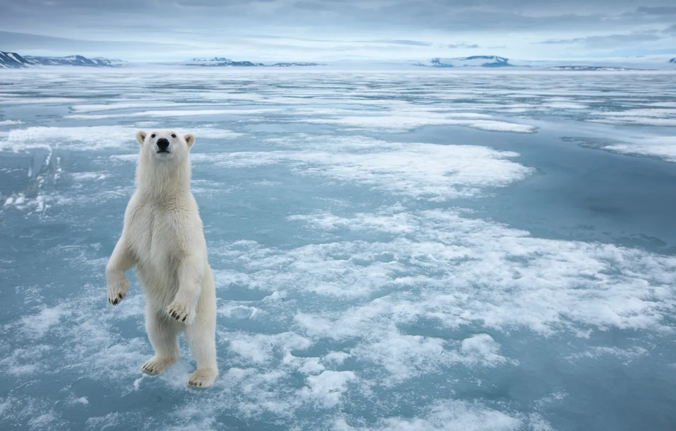 Фото обои белый, снег, лёд, равнина, медведь, мороз, стоя