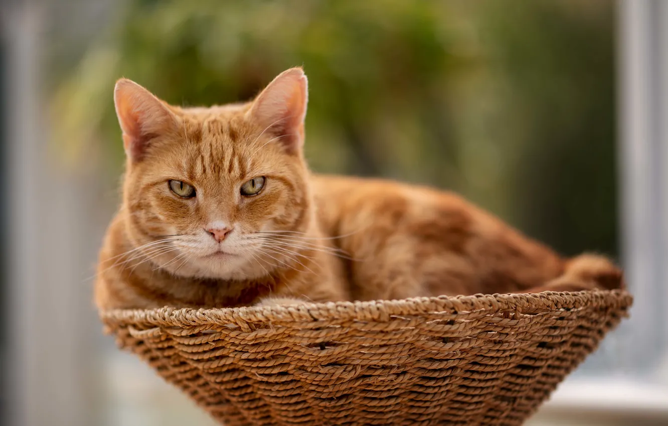 Фото обои кошка, кот, взгляд, рыжий, мордочка, корзинка, боке, котейка