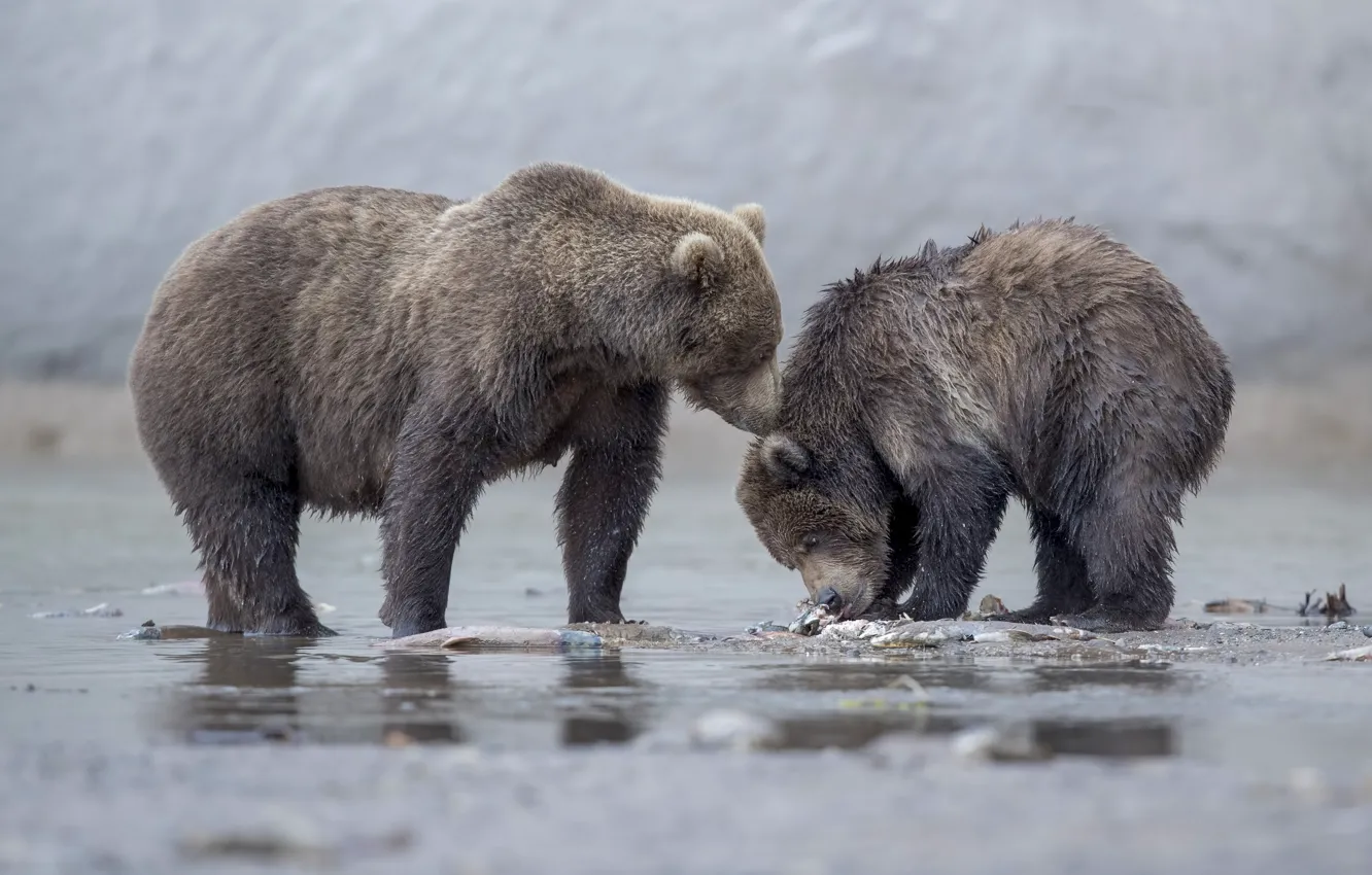 Фото обои медведи, медвежонок, медведица