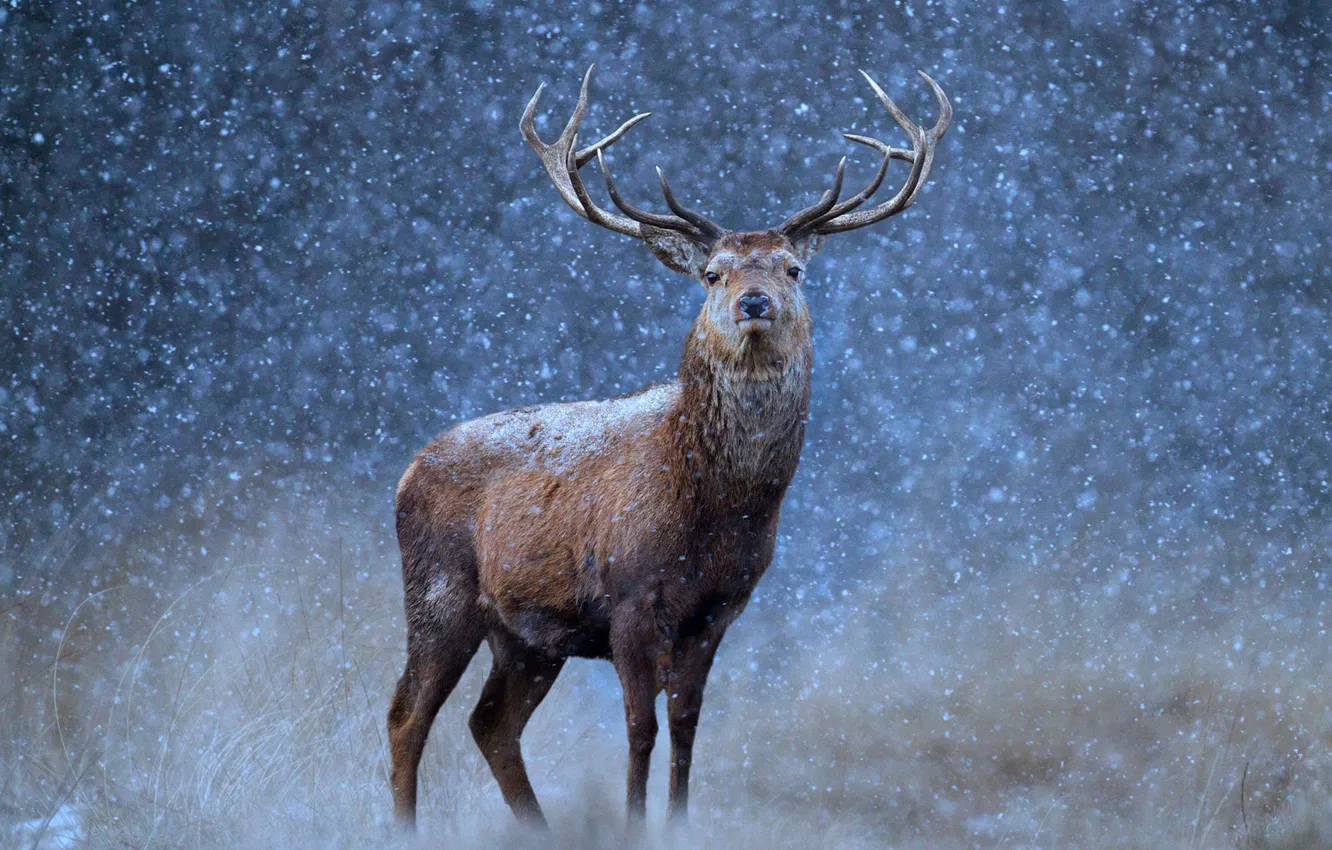 Фото обои снег, природа, рога, олень благородный