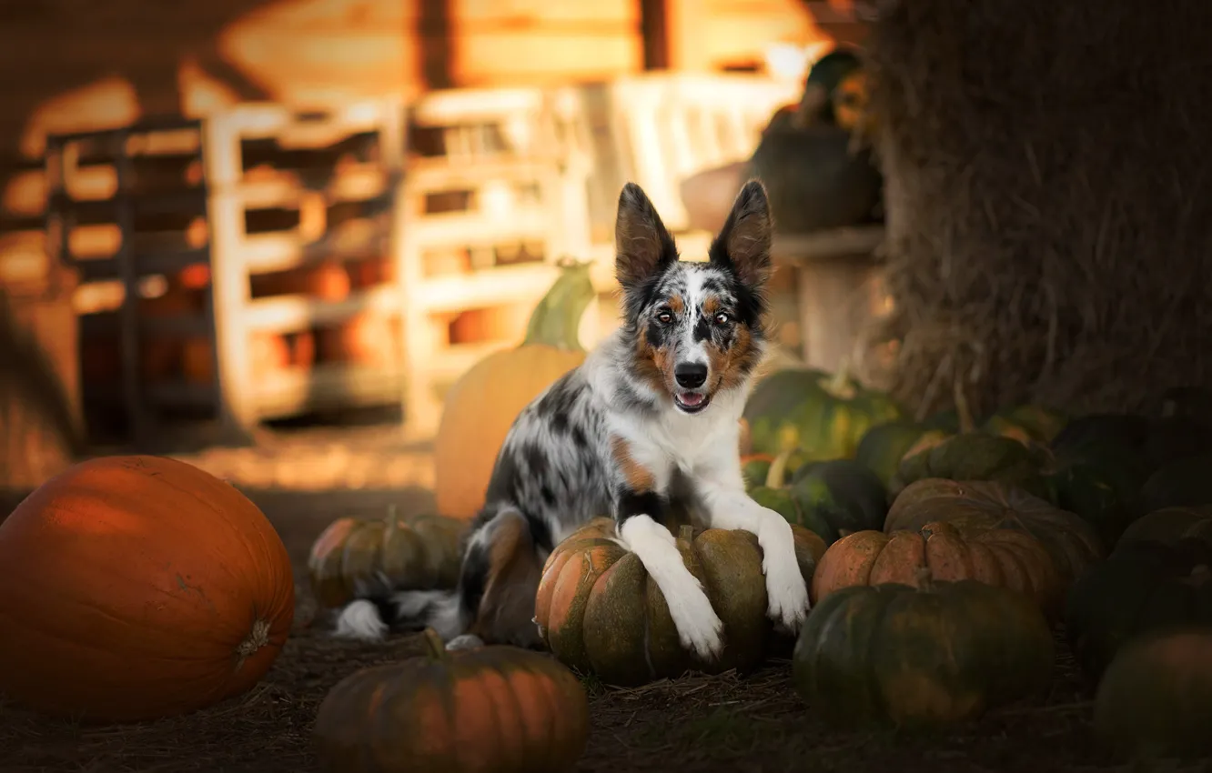 Фото обои осень, взгляд, свет, собака, урожай, сено, тыквы, лежит