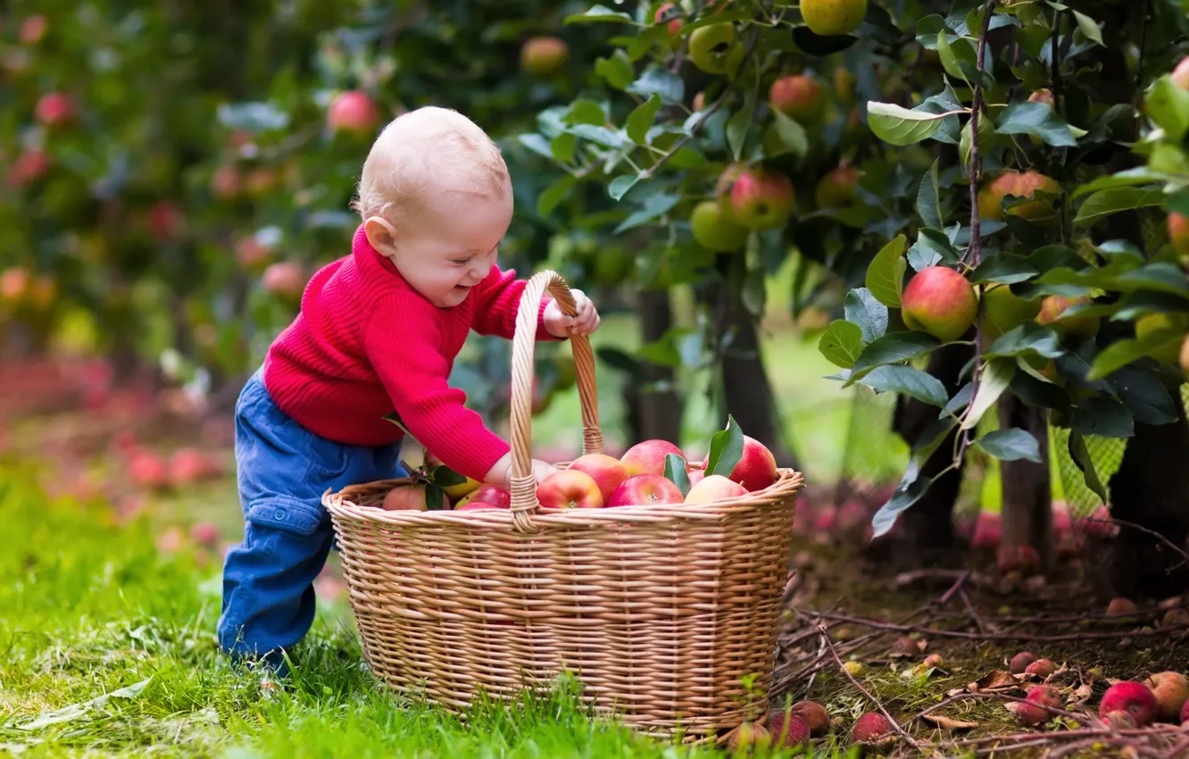 Фото обои радость, корзина, яблоки, ребенок, boys, child, apples, basket