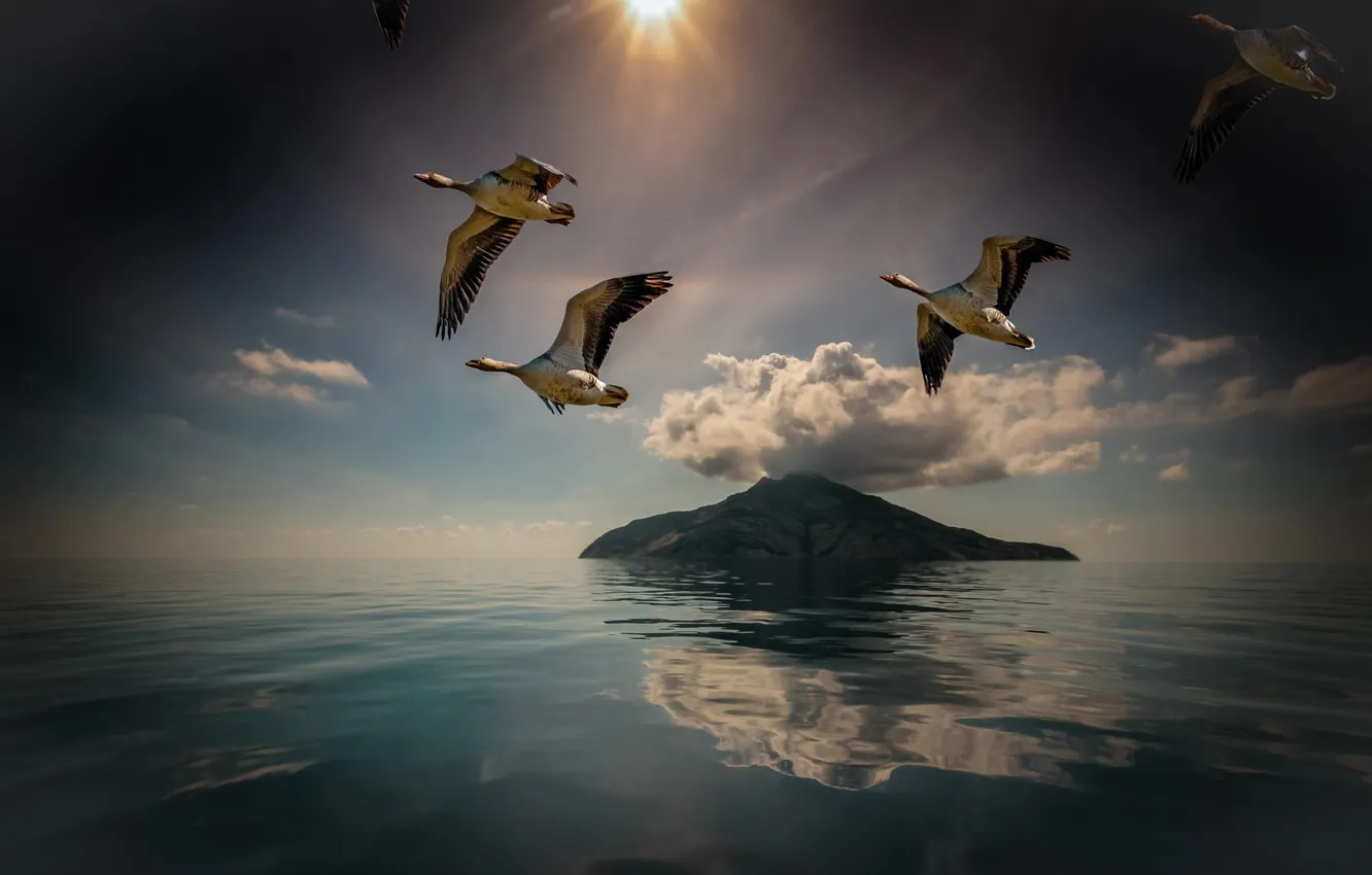 Фото обои птицы, остров, полёт