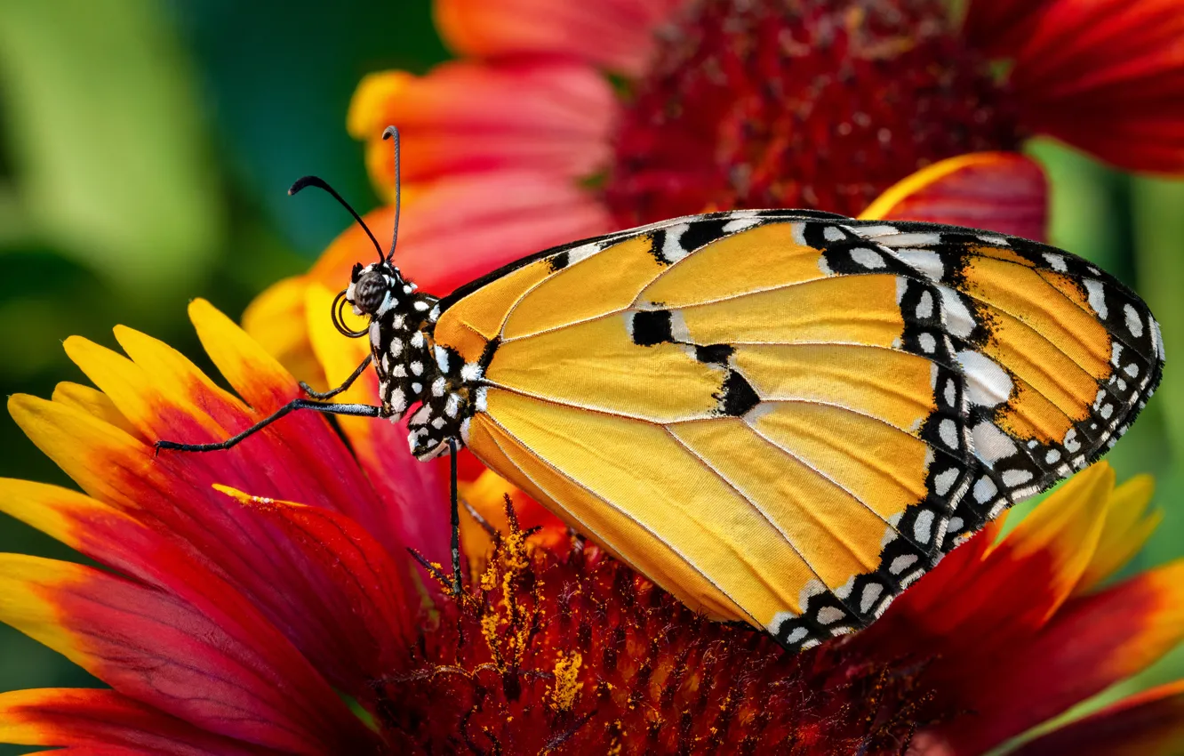 Фото обои животные, лето, макро, цветы, Бабочка, насекомое, Данаида хризипп