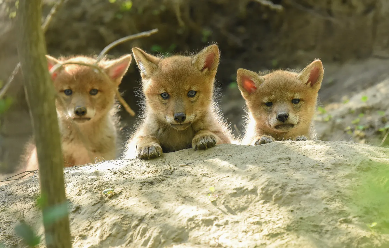 Фото обои щенки, трио, детёныши, троица, койоты, луговой волк, хулиганы