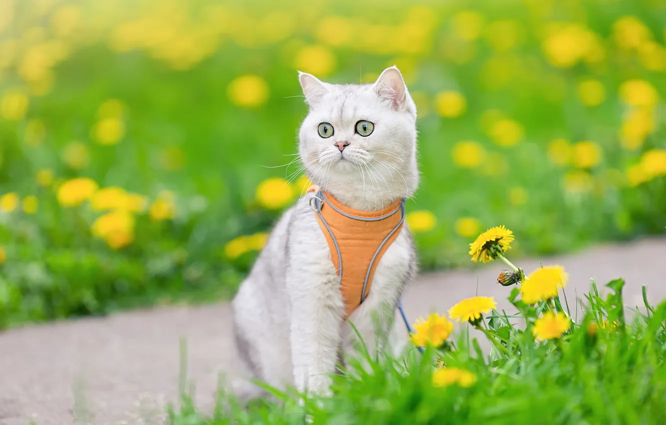 Фото обои зелень, кошка, белый, кот, взгляд, цветы, поза, газон