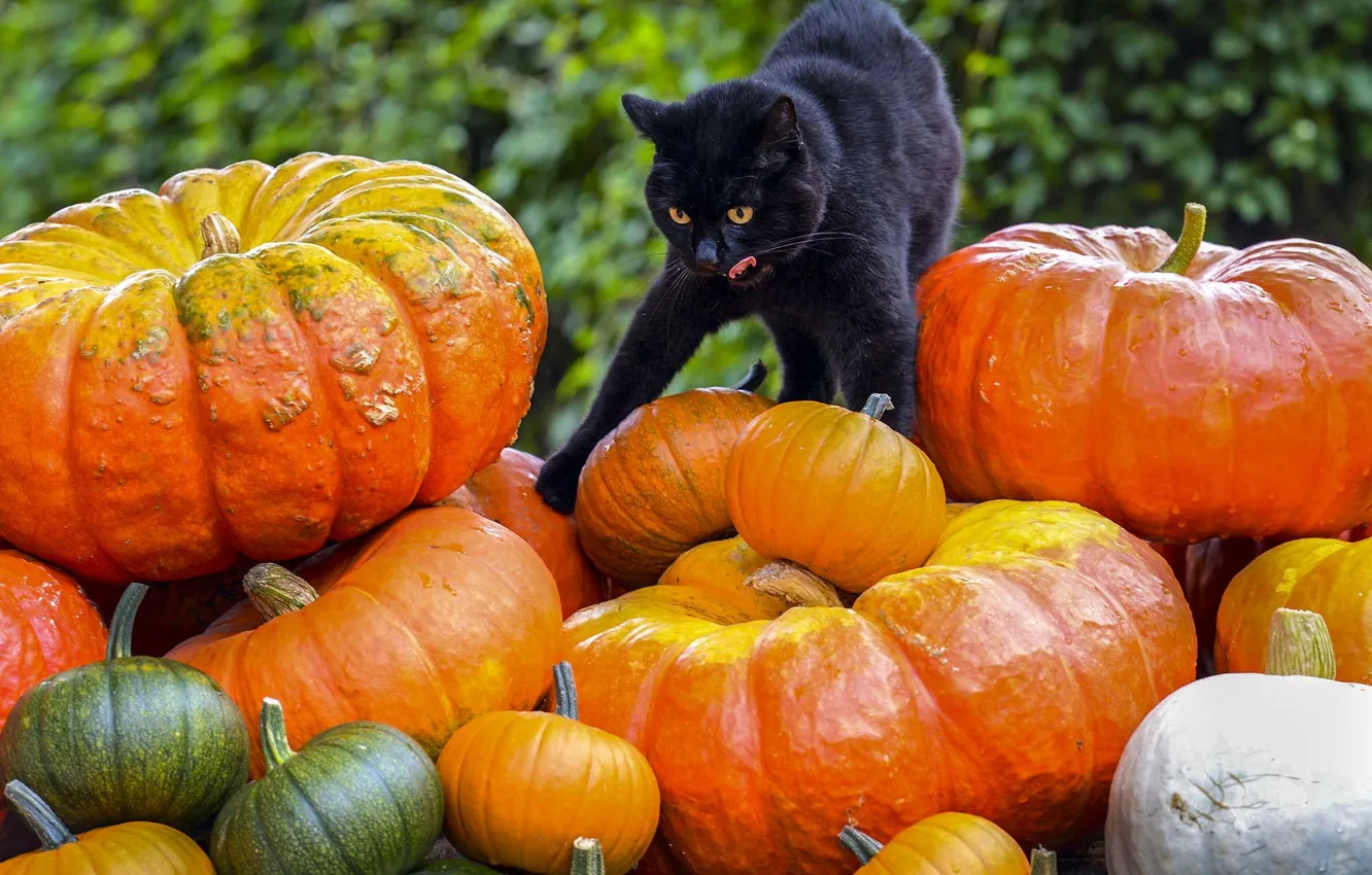 Фото обои кот, чёрный, тыквы, cat