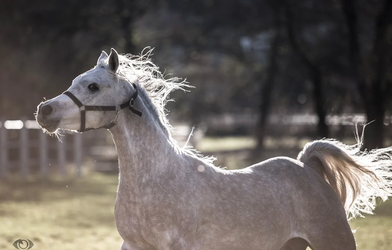 Фото обои движение, конь, лошадь, игра, бег, грива, хвост, (с) OliverSeitz