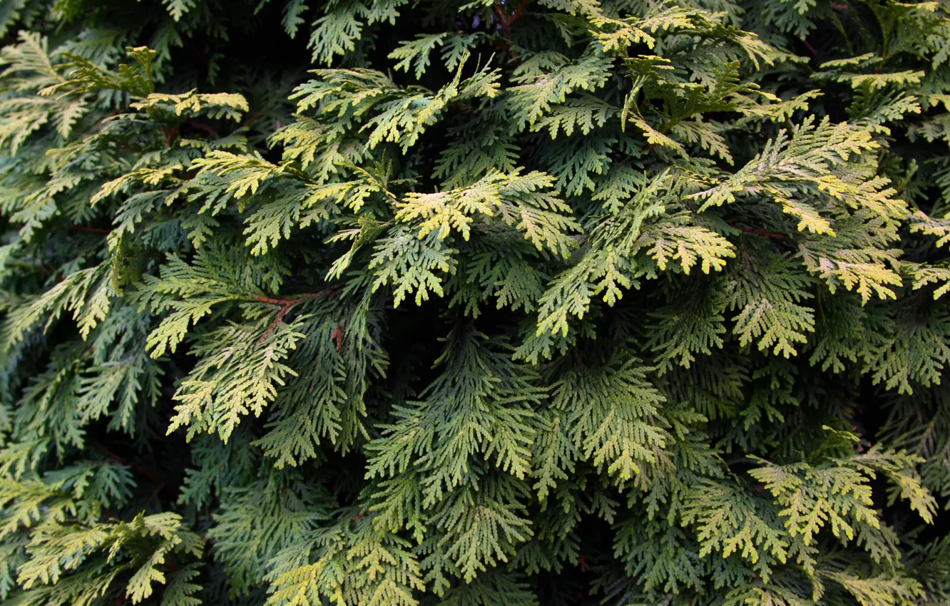 Фото обои green, leaves, tree, plant, pine
