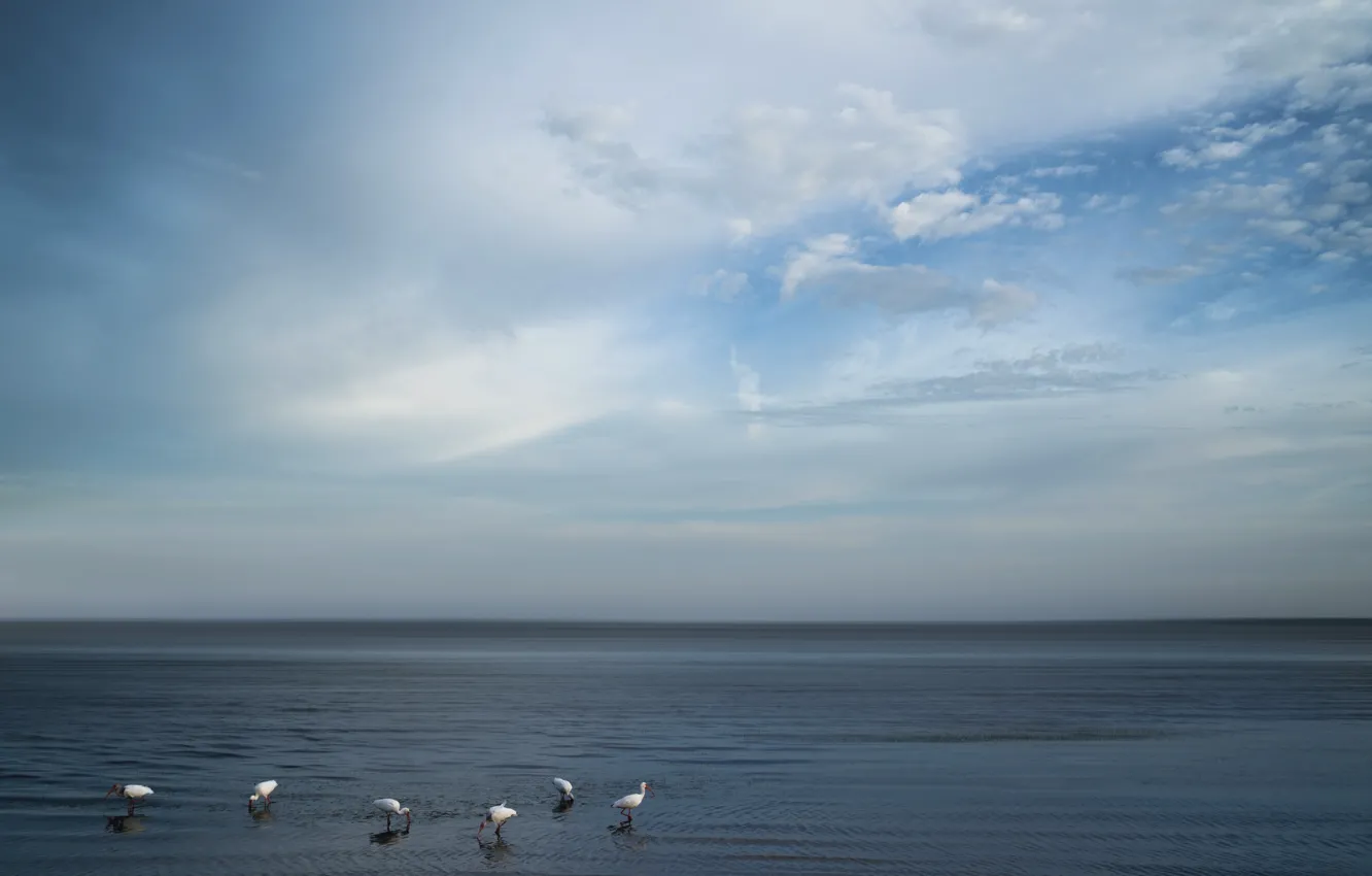 Фото обои море, небо, птицы