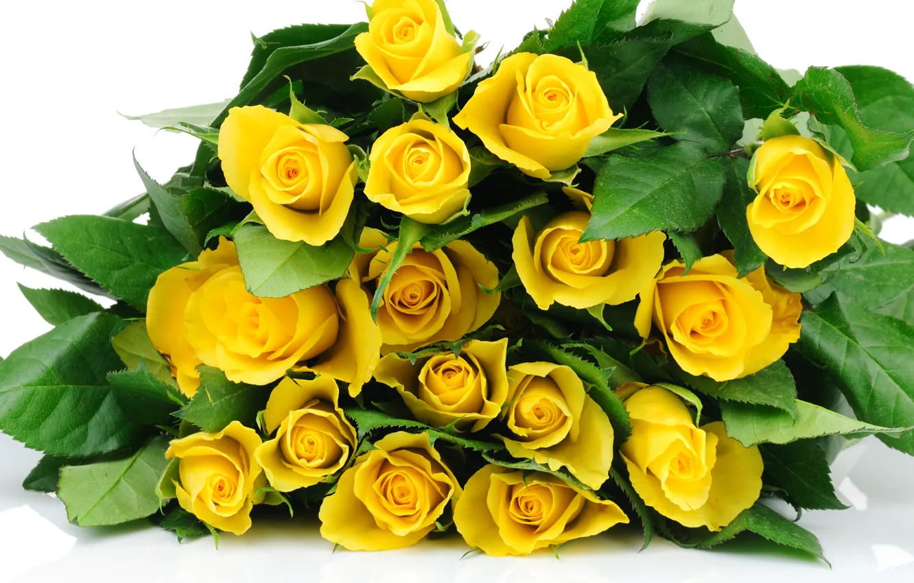 Фото обои листья, розы, букет, желтые, белый фон, бутоны