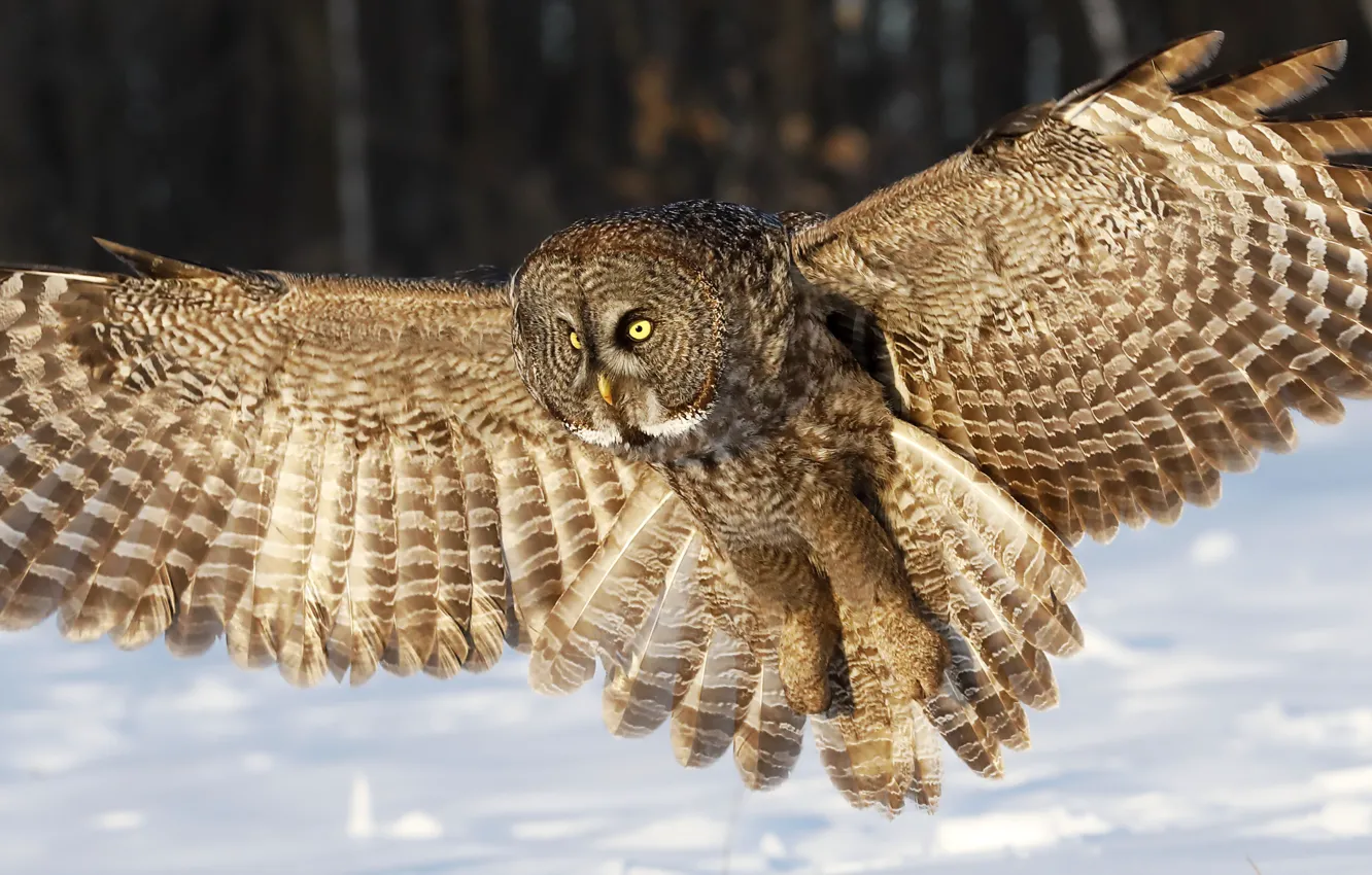 Фото обои зима, глаза, снег, сова, крылья