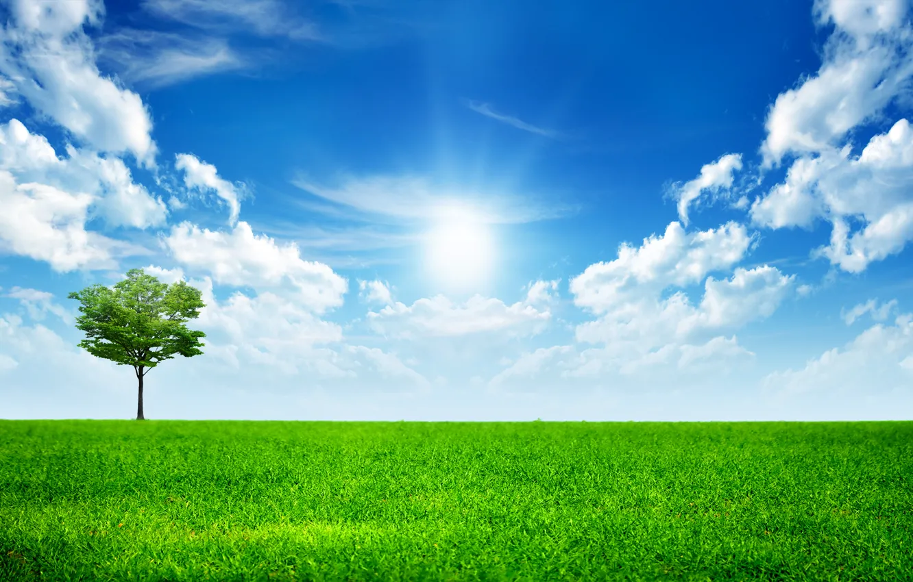 Фото обои небо, трава, облака, дерево, green, grass, sky, trees