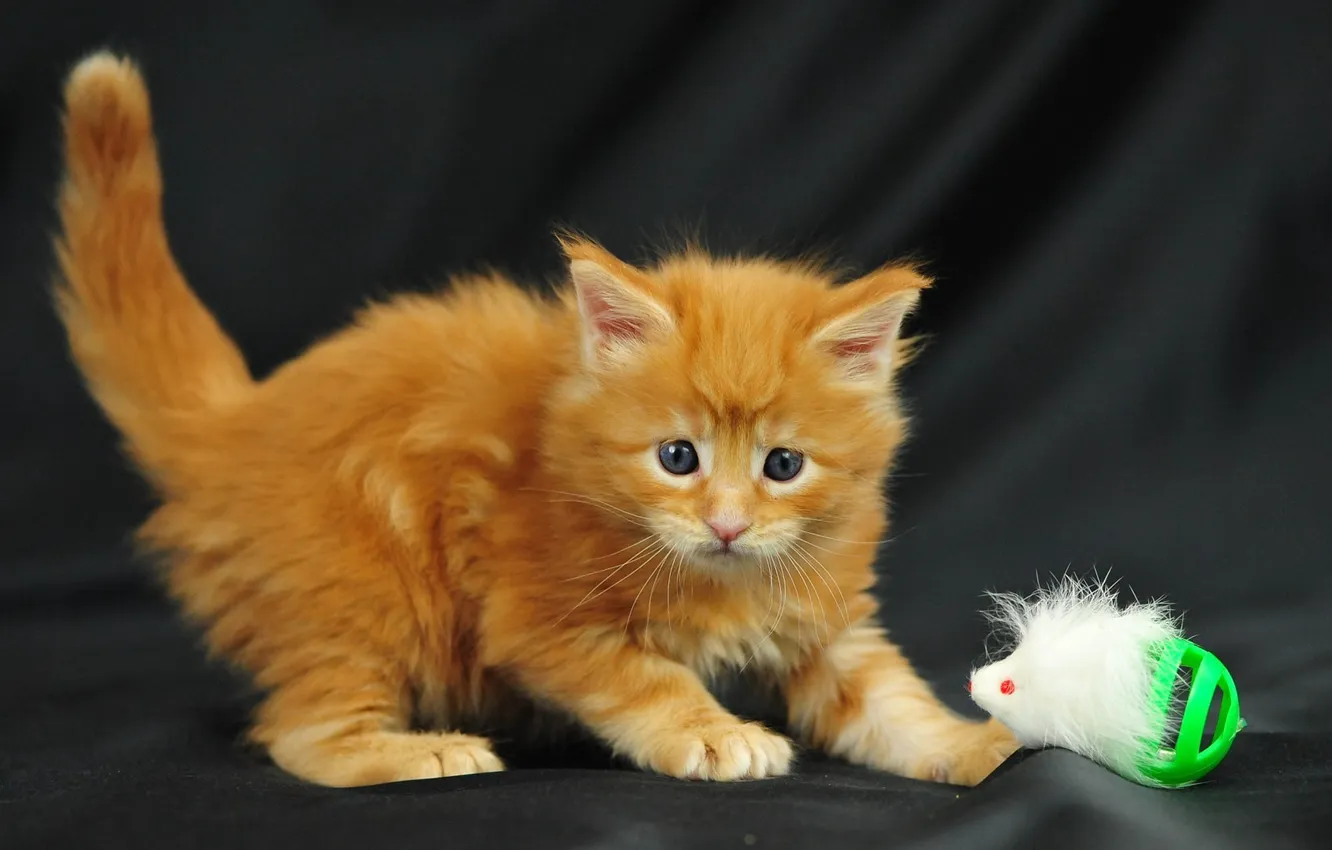 Фото обои котенок, игрушка, пушистый, рыжий
