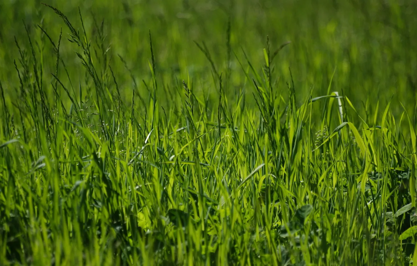 Фото обои зелень, лето, трава, природа, фото, весна, зелёный, макро обои