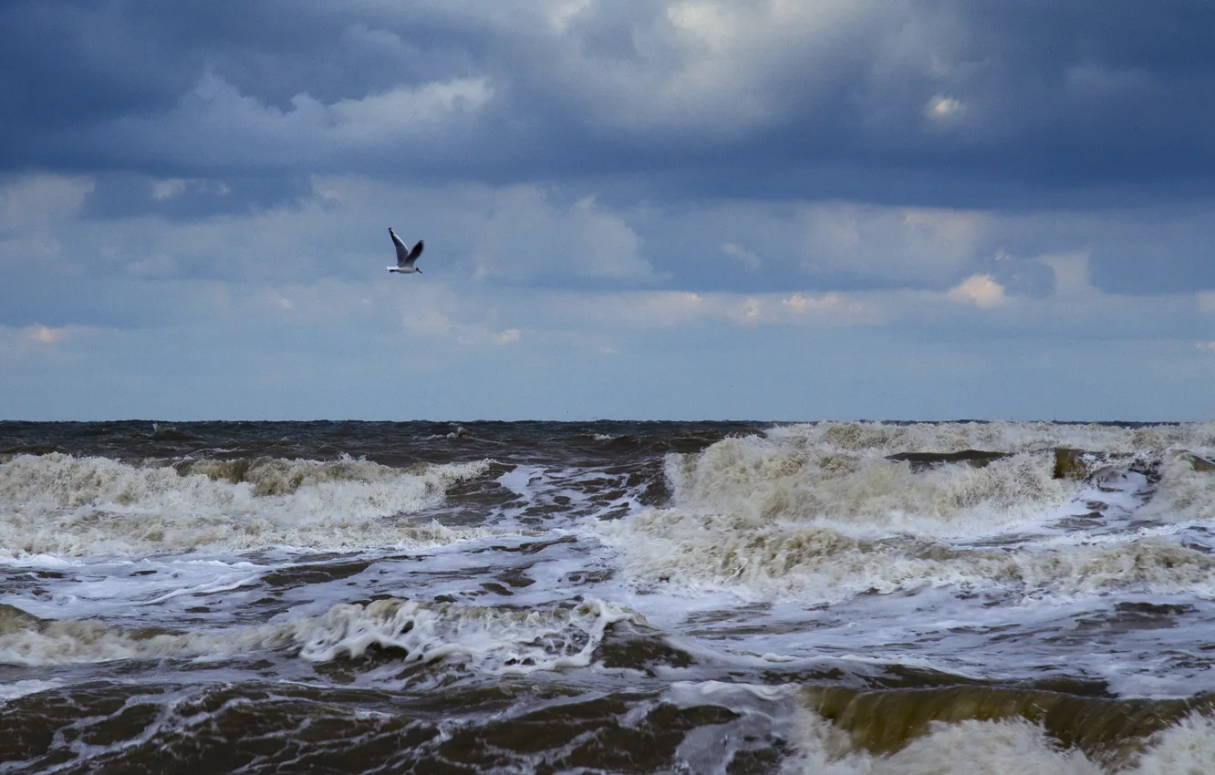 Фото обои море, волны, пена, тучи, чайка
